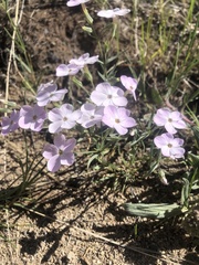 Phlox multiflora