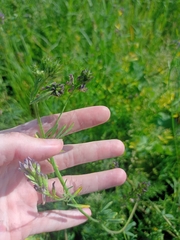 Medicago × varia