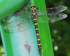 Cordulegaster boltonii