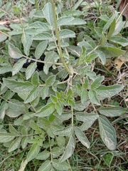 Solanum commersonii