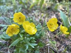 Ranunculus suksdorfii