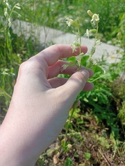 Silene dichotoma