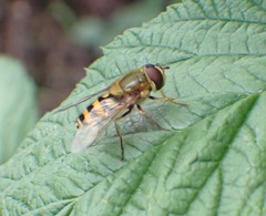Syrphus
