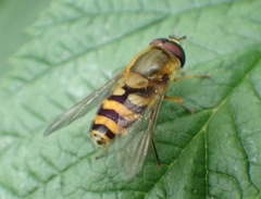 Syrphus