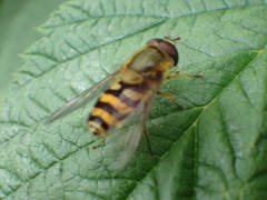Syrphus