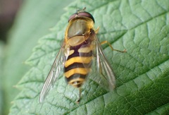 Syrphus