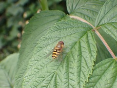 Syrphus