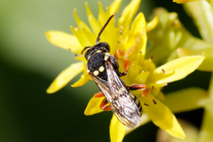 Nomada rufipes
