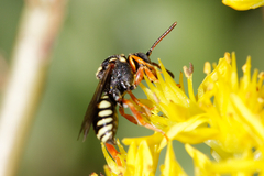 Nomada rufipes