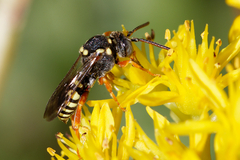 Nomada rufipes