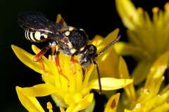 Nomada rufipes