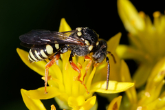 Nomada rufipes