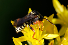 Nomada rufipes