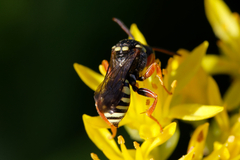 Nomada rufipes