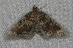 Cidariini