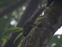 Microsciurus