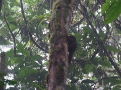 Microsciurus
