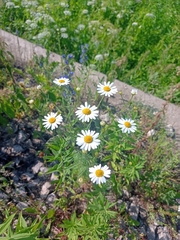 Tripleurospermum inodorum