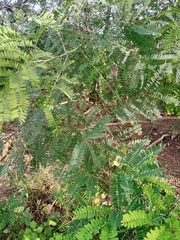 Parkia biglobosa