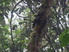 Microsciurus