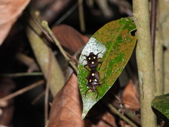 Dalpada trimaculata