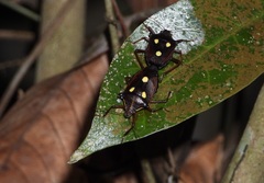Dalpada trimaculata