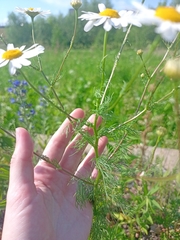 Tripleurospermum inodorum