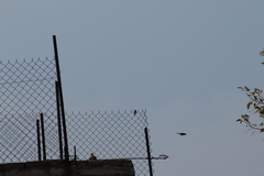 Haemorhous mexicanus