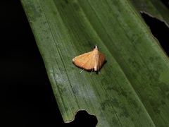 Mabra