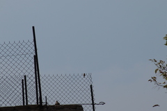 Haemorhous mexicanus