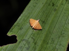 Mabra