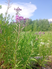 Chamaenerion angustifolium