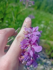 Chamaenerion angustifolium
