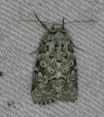Bryolymnia viridata
