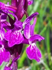 Dactylorhiza lapponica