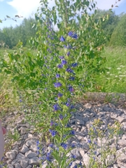 Echium vulgare
