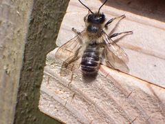 Megachile willughbiella