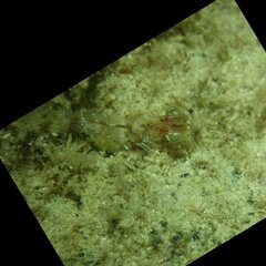 Metapenaeopsis goodei