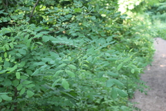 Robinia pseudoacacia
