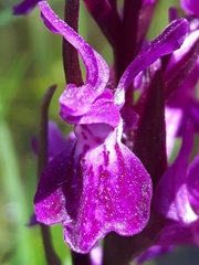 Dactylorhiza lapponica