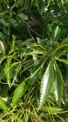 Castanea sativa image