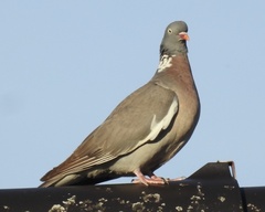 Columba palumbus