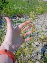 Galium mollugo