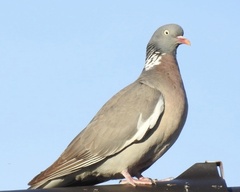 Columba palumbus