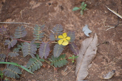 Chamaecrista kleinii