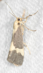Cisthene faustinula