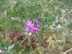 Vicia cracca