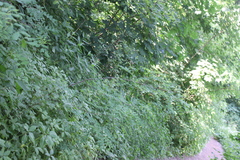 Robinia pseudoacacia