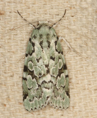 Bryolymnia viridata