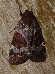 Hampsonodes